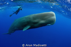 Sayaka and the whale (taken under permit) by Arun Madisetti 
